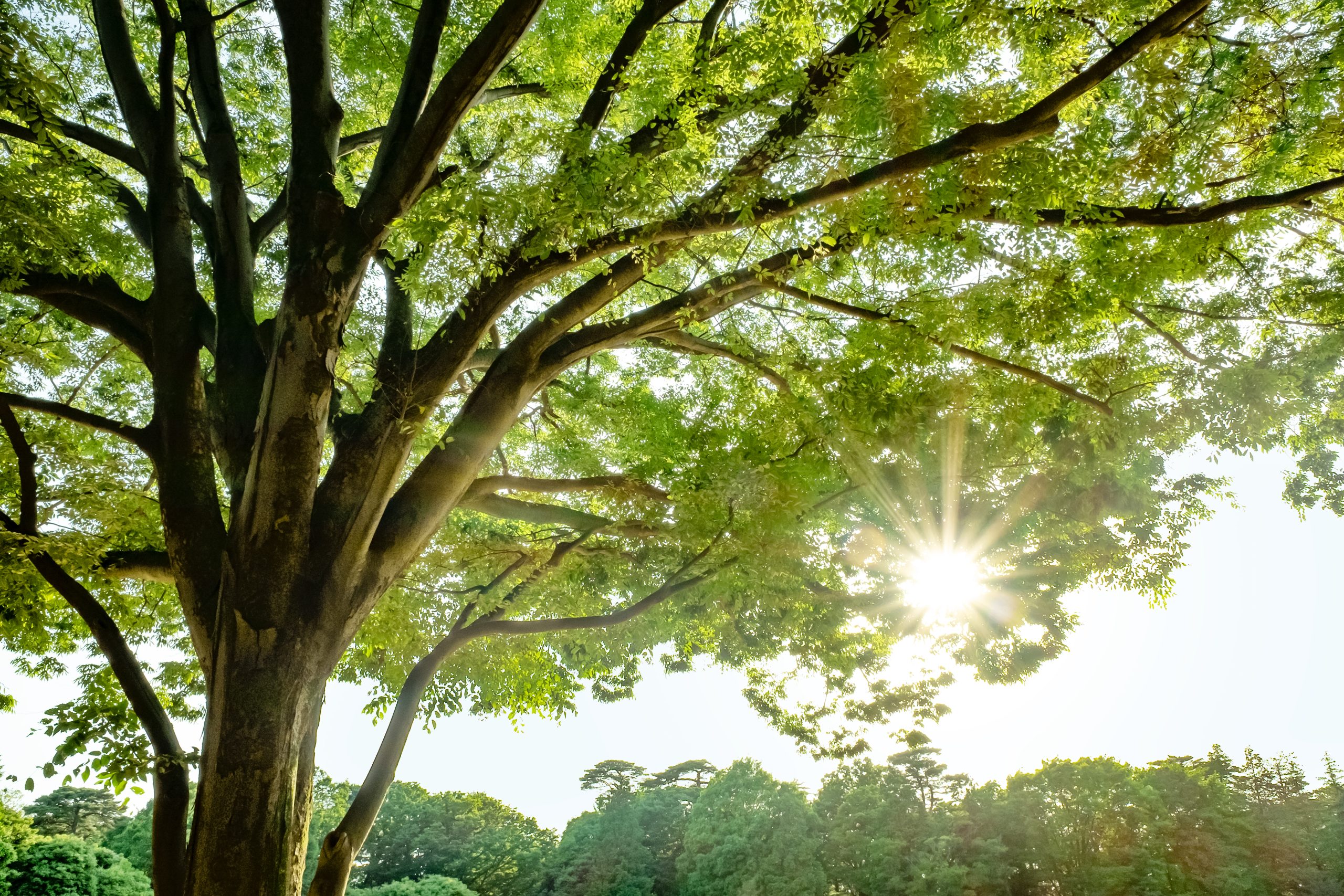 Sun rays through the tree leaves at a park in early summer.